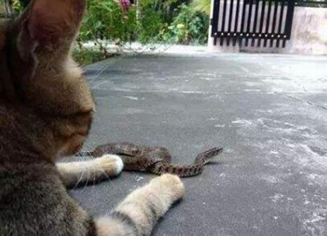 为什么猫不怕蛇-猫的反应速度是蛇的7倍