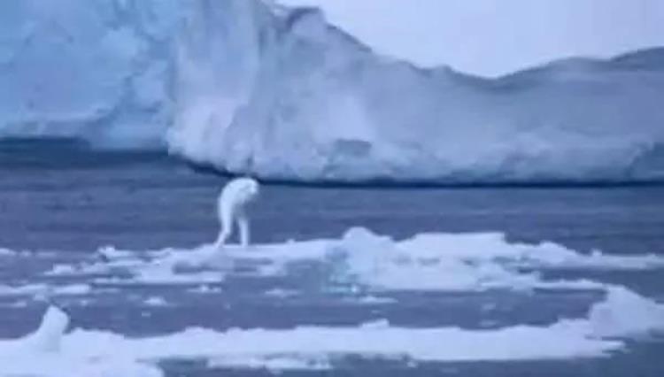 南极巨型人形生物,南极巨型未知生物图