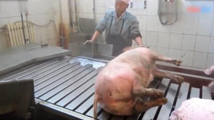 国外如何杀猪「外国人是怎么杀猪的全自动机械化设备怪不得外国猪肉这么便宜」