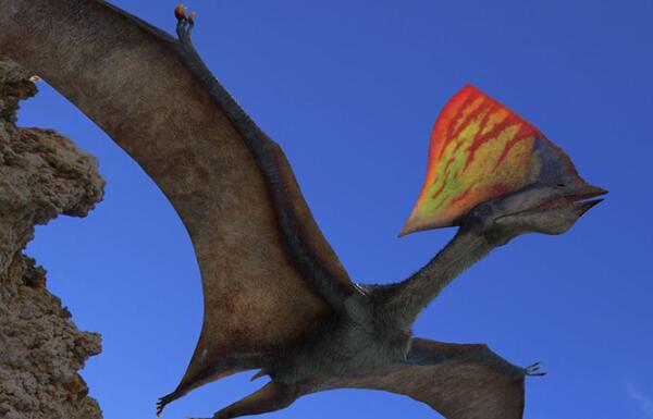 他蓓翼龙：南美洲翼龙类爬行动物（长1米-翼幅长达5米）