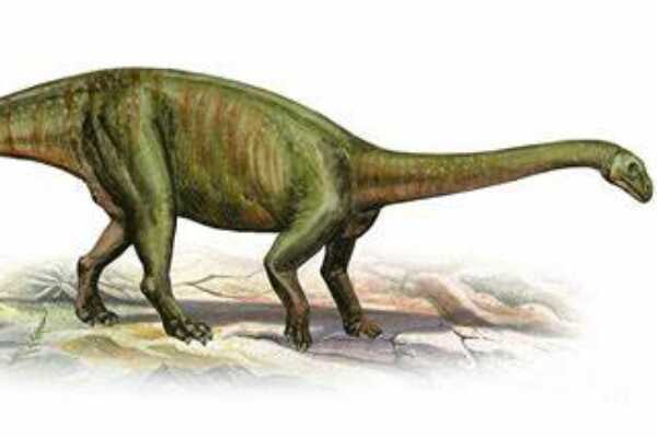 大椎龙-中型植食蜥脚恐龙(长6米-长有鸟类气囊)