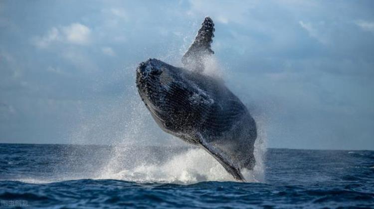 同样是哺乳动物为什么鲸鱼能下潜水下2000米人类却会被压扁