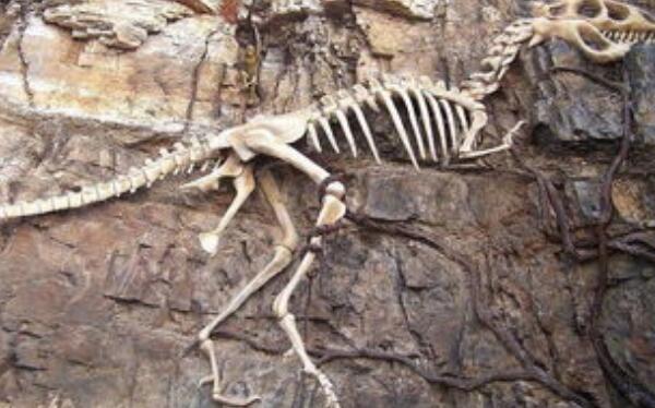 恶魔龙：阿根廷中型食肉恐龙（长5米-距今2.2亿年前）