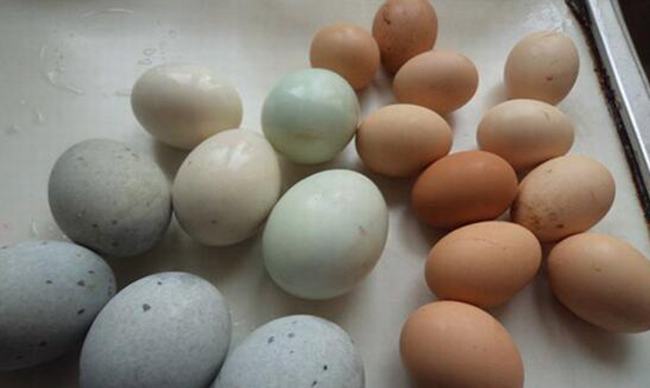 巧处理鸡蛋上的粪便 鸡蛋上的粪便有哪些危害