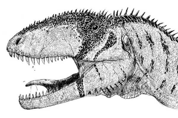 非洲巨型肉食恐龙-始鲨齿龙 牙齿内勾(像匕首一样锋利)