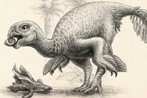 虎尾龙-蒙古卵形恐龙(下颚骨厚实-以硬壳动物为食)