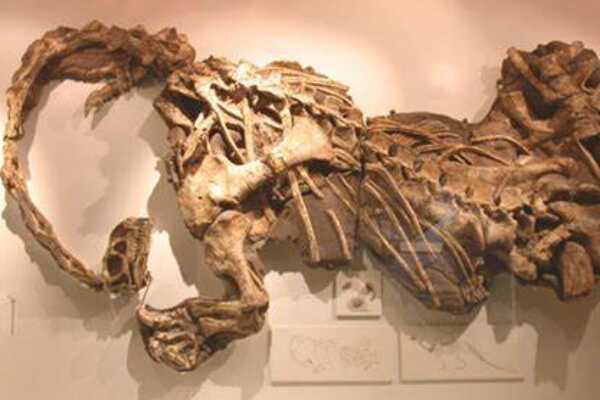 大椎龙-中型植食蜥脚恐龙(长6米-长有鸟类气囊)