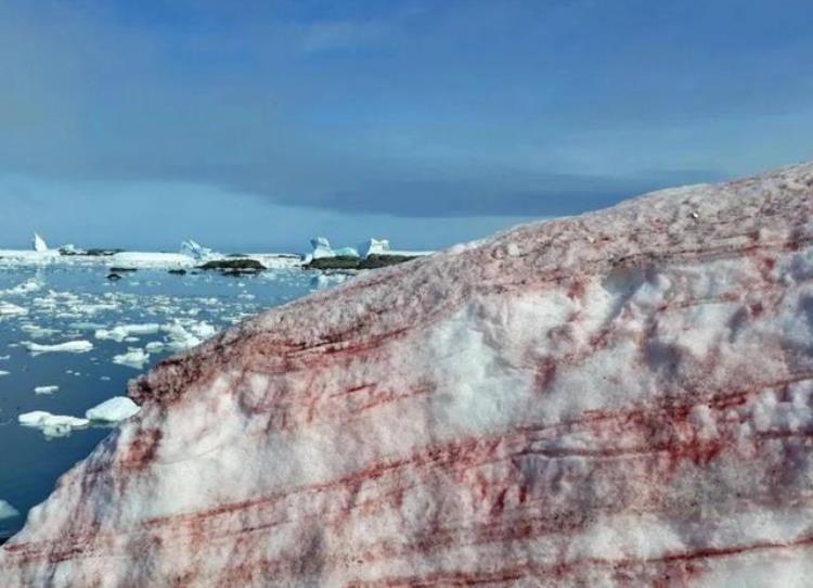 北极挖出史前生物尸体为何人类感到不安地球潘多拉魔盒开了
