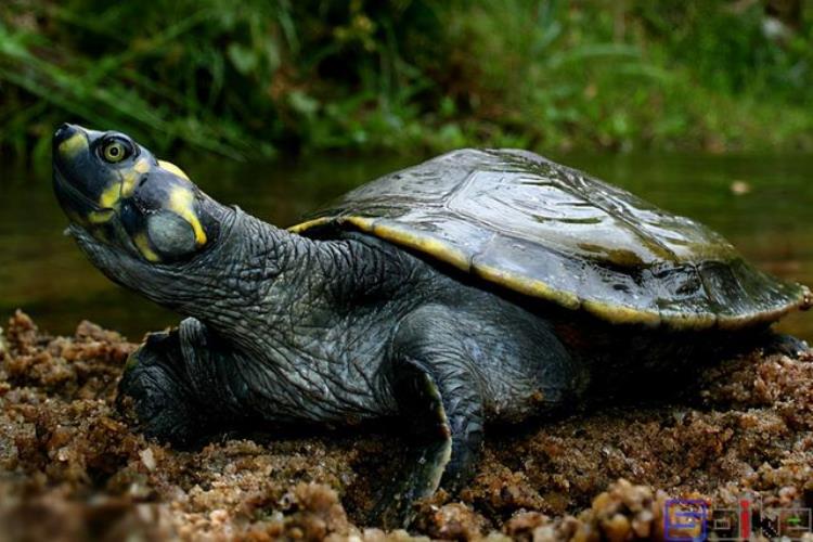 观赏性高的乌龟「18种常见的乌龟」