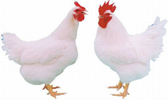真的有很多翅膀的鸡吗-变异鸡到底存不存在(科学揭秘)