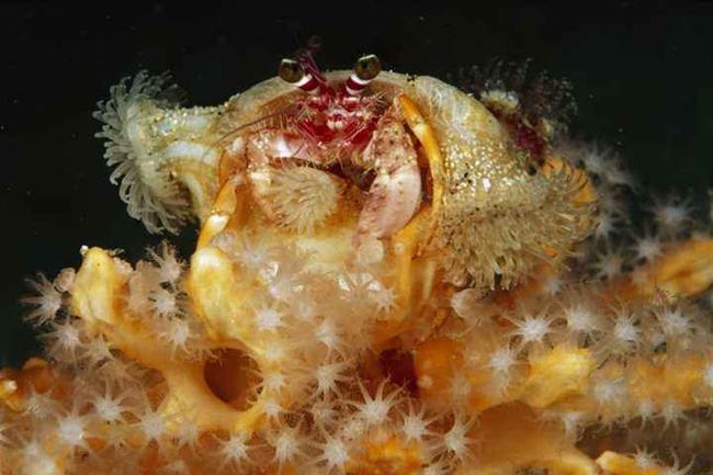 蚌为什么产珍珠-沙粒和寄生虫入侵刺激(分泌珍珠质)