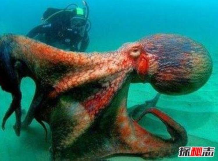 巨型大王酸浆鱿,托斯特巨鱿vs大王酸浆鱿
