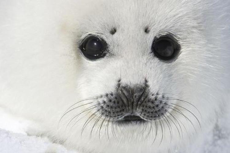 刚出生的竖琴海豹「为什么海豹出生10天就被妈妈抛弃」