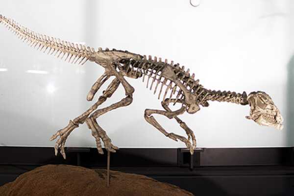 多齿灵龙-四川小型恐龙(长1.2米-最完整鸟脚类化石)
