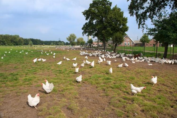 农村养鸡自己吃「山沟沟里的养鸡场如何帮中国人实现吃鸡自由」