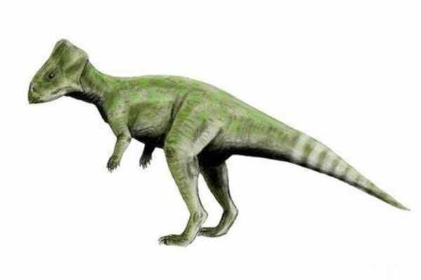 喇嘛角龙-蒙古小型植食恐龙(体长2米-带有三角头盾)