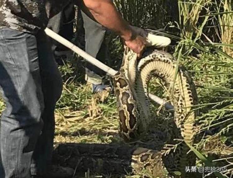水稻田里的蛇,我国最大的蛇