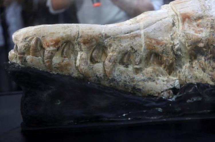 秘鲁发现真龙遗骸尖牙利齿身长17米3600万年前海里的龙王