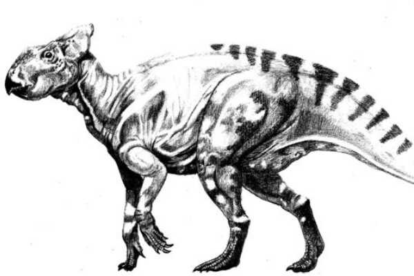 纤角龙-北美小型植食性角龙(体长仅2米-嘴巴像鹦鹉)