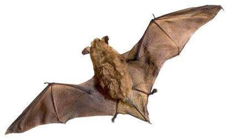 病毒是从蝙蝠身上来的吗,蝙蝠身上携带的病毒叫什么
