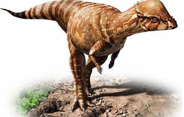 雅尔龙：欧洲小型食草恐龙（长1米-距今1.21亿年前）