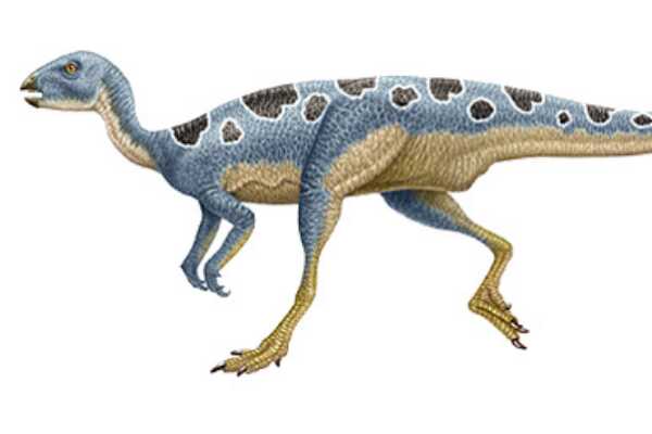 小型鸟脚恐龙-棱齿龙 体长仅2.3米(堪称恐龙飞毛腿)
