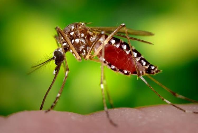 蚊子致死率第一,10种最危险的吸血动物前5