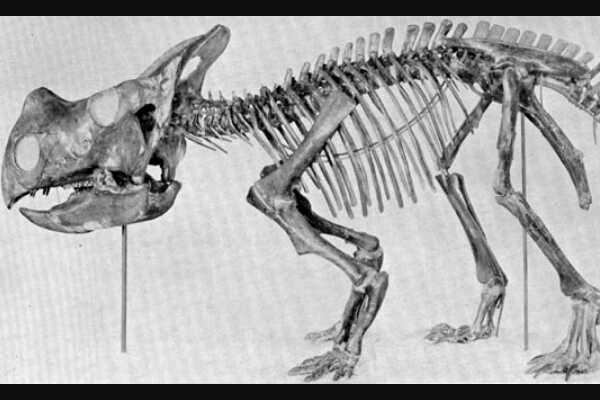 纤角龙-北美小型植食性角龙(体长仅2米-嘴巴像鹦鹉)