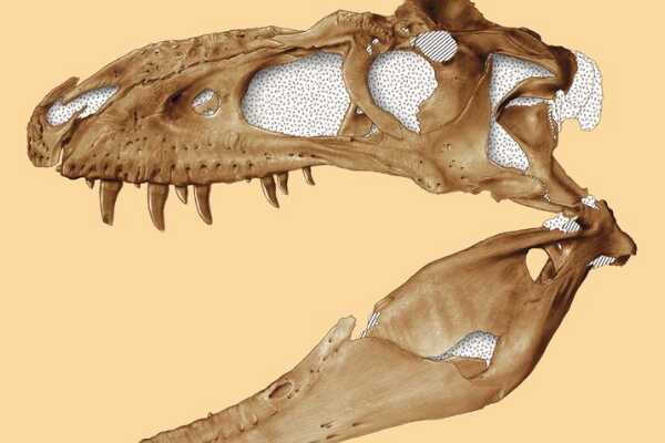 依潘龙-侏罗纪第三大肉食恐龙(长12米-顶级掠食者)