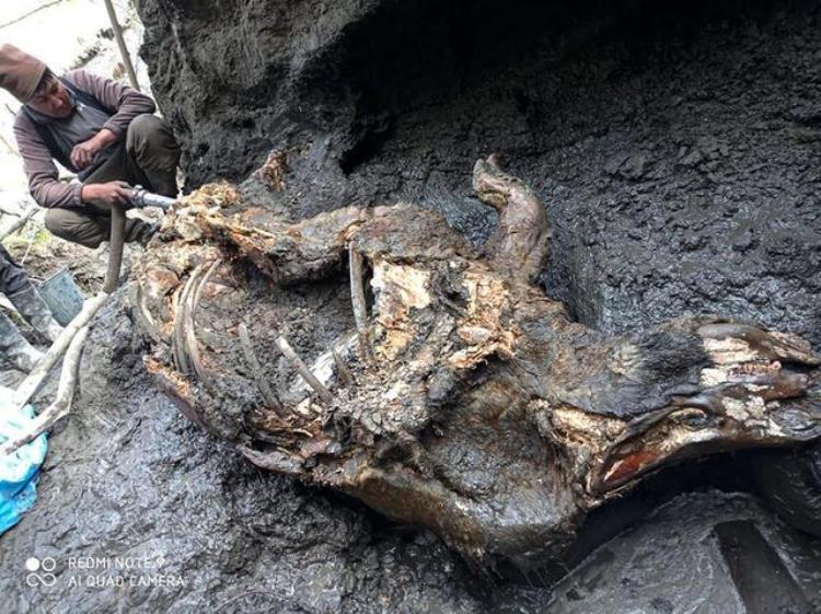 北极挖出史前生物尸体为何人类感到不安地球潘多拉魔盒开了