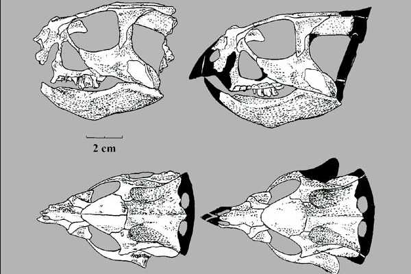 喇嘛角龙-蒙古小型植食恐龙(体长2米-带有三角头盾)