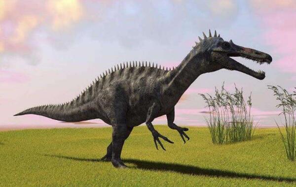 似鳄龙：非洲大型食肉恐龙（长11米-有类似鳄鱼的嘴巴）