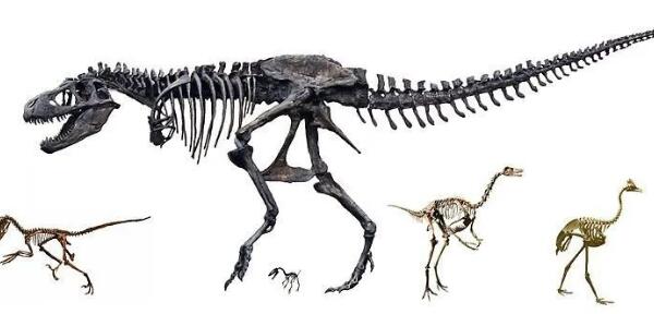 南巨龙：阿根廷超巨型恐龙（长30米-距今8800万年前）