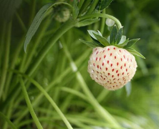 菠萝莓和白草莓有什么关系-菠萝莓售价多少钱一斤