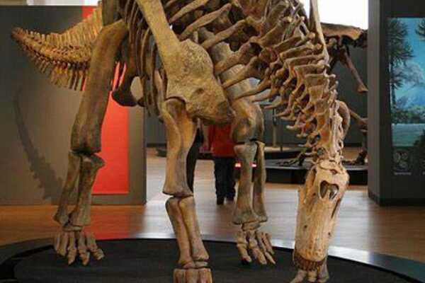 欧姆殿龙-欧洲小型恐龙(长4米-仅出土三根躯干骨骼)