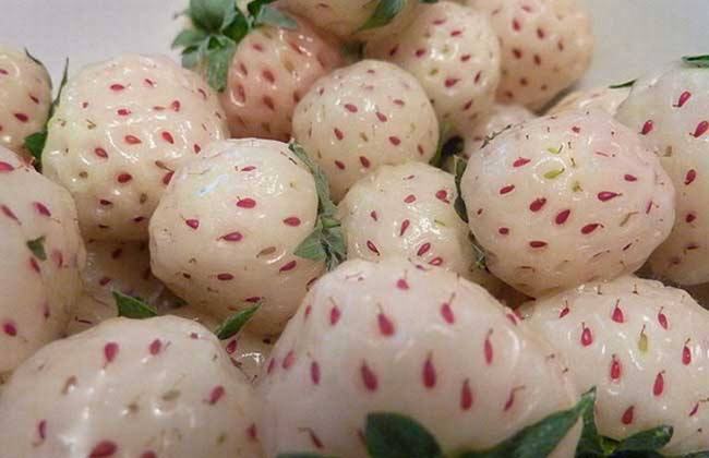 菠萝莓和白草莓有什么关系-菠萝莓售价多少钱一斤