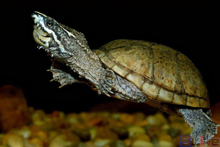 观赏性高的乌龟「18种常见的乌龟」