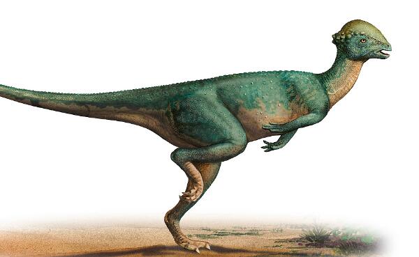 春雷龙：北美洲大型食草恐龙（长15米-距今1.5亿年前）