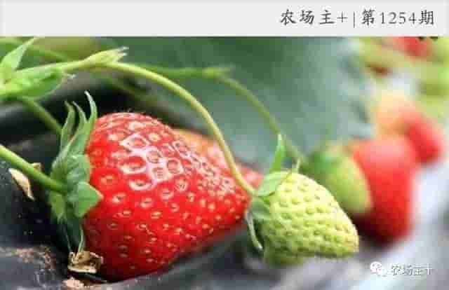 草莓种植全攻略｜草莓产量高、效益好，但你知道种植出好草莓的秘笈吗？
