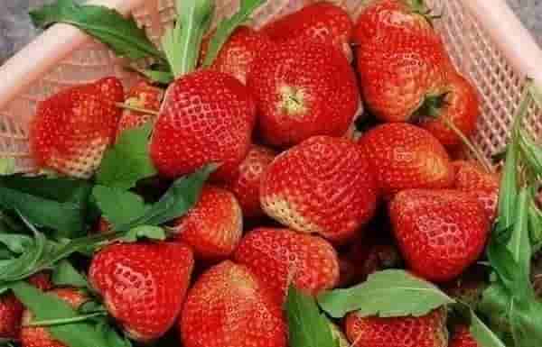 草莓种植全攻略｜草莓产量高、效益好，但你知道种植出好草莓的秘笈吗？