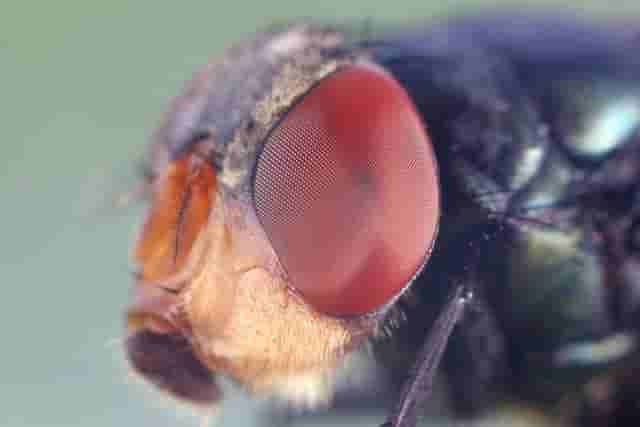 昆虫的复眼可以用于自动驾驶？中国科学家的脑洞真大
