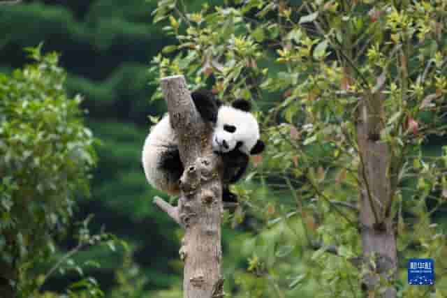 探秘大熊猫国家公园——共建人与自然和谐共生的乐园