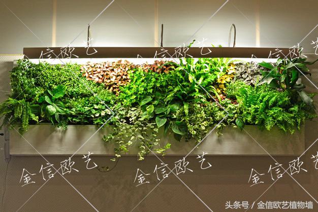 植物墙好处、室内哪儿适合做植物墙、植物墙价格、植物墙维护