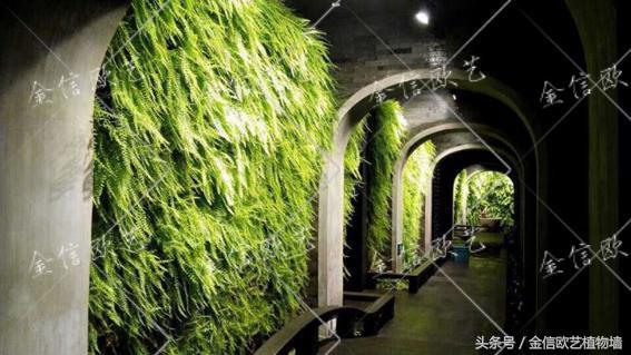 植物墙好处、室内哪儿适合做植物墙、植物墙价格、植物墙维护